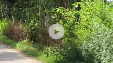 अमरोहा: रजबपुर के झनकपुरी गांव के पास बाइक सवार को सड़क पार करते दिखा तेंदुआ