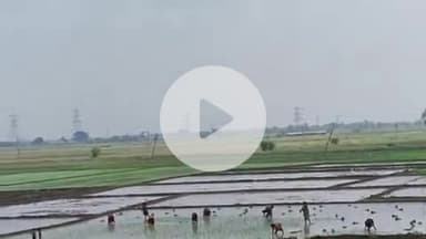 सरमेरा: सरमेरा प्रखंड क्षेत्र में किसानों ने धान की रोपाई शुरू की
