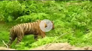 बूंदी: मानसून में तीन माह बंद नहीं होगा बूंदी का रामगढ़ टाइगर रिजर्व, बफर जोन में टूरिस्ट कर सकेंगे सवारी