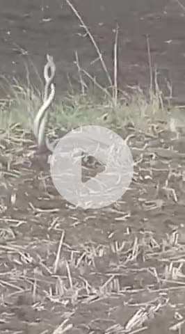 पचोर: उदनखेड़ी में खेत में एक साथ नृत्य करता नज़र आया नाग-नागिन का जोड़ा, वीडियो आया सामने