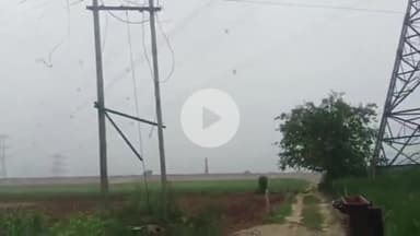 बड़ौत: हिलवाड़ी गांव के जंगल में चोरों ने 2 विद्युत ट्रांसफार्मर को किया क्षतिग्रस्त, हजारों का कीमती सामान चोरी