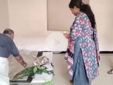 सारंगपुर: सारंगपुर थाना प्रभारी आकांक्षा हाडा और जवानों ने घायल हिरण के बच्चे को बचाया, दूध व केला खिलाकर दिखाई मानवता