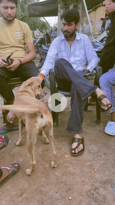 ये वफादारी का सबूत है 🦮

Respect Girls help poor help animals 

#apsgurjar #help #viral #support #gwalior #cow