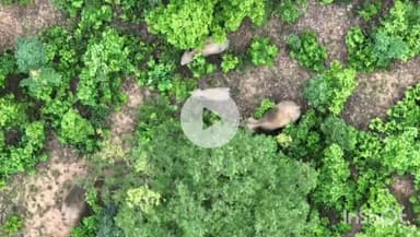 उदयपुर धरमजयगढ़: वन मंडल धरमजयगढ़ के विभिन्न जंगलों में हाथियों का डेरा, वन विभाग ऐडु में ड्रोन से कर रहा है निगरानी