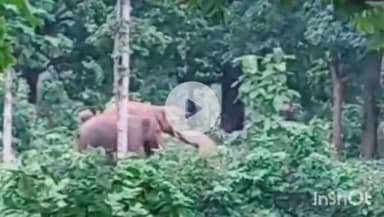 उदयपुर धरमजयगढ़: लोटान परिसर में दिखे दो जंगली हाथी, लकड़हारों को जंगल जाने की मनाही