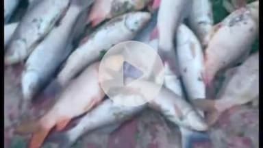 सिराथू: जलालपुर टेगाई गाँव में तालाब में गंदा पानी पहुंचने से कई कुंटल मछलियों की हुई मौत