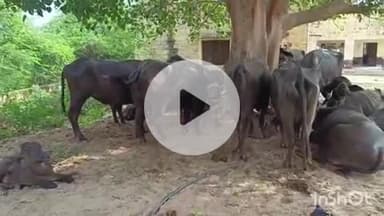 धौलपुर: सर मथुरा थाना इलाके से 9 तस्करों से मुक्त कराए गए 5 वाहनों में भरे 54 पशु