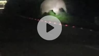 ବାଣପୁର: ବଡ଼ ଆମ୍ବ ନିକଟରେ ଗୋଟିକିଆ ଦନ୍ତା। ଲୋକେ ଆତଙ୍କିତ।