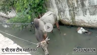 ए.पी.एस. टीम ग्वालियर हमेशा आप के साथ खड़ी है 
24 घण्टे only one call team coming 🙏🏻

Respect Girls help poor help animals 

#apsgurjar