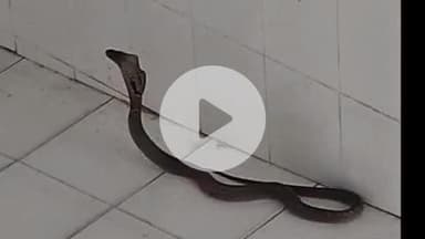 बेनीपुर अनुमंडल अस्पताल में काला नाग देख मरीज भयभीत