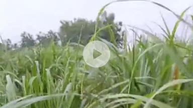 पूरनपुर: गांव चिरागा में दो दिन पहले बकरी पर हमला करने वाला बाघ देर रात बकरी को उठा ले गया