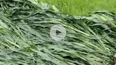 धनौरा: गजरौला के गांव कूदैनी में बारिश के कारण किसान का मकान गिरा, लाखों रुपए का हुआ नुकसान