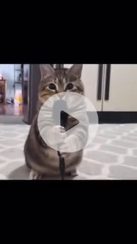 Rapper oiia cat#funnymemes #funnyreels #aivideo #aigenerated #aicatch #aiart #explore #oiiaioiiiai