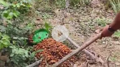 जयसिंहपुर: आबकारी विभाग के विशेष प्रवर्तन अभियान के तहत 30 लीटर अवैध कच्ची शराब बरामद, क्षेत्र में मचा हड़कंप