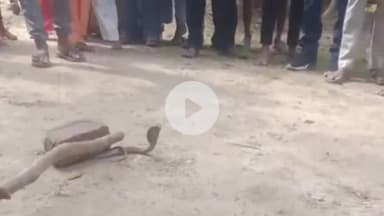 तरबगंज: गिरधरपुर नागनाथ पुरवा में नवविवाहिता को काटने वाले सांप को ग्रामीणों ने पकड़ा, महिला की हुई मौत