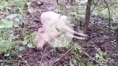 समुद्रपूर: मोहगाव जंगलाशेजारी वाघाच्या हल्लात गोरा ठार, शेतकऱ्याचे ३० हजार रुपयांचे नुकसान