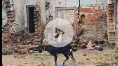 सिराथू: अझुवा में जर्जर मकान का अगला हिस्सा गिरा, 3 बकरियां हुई घायल