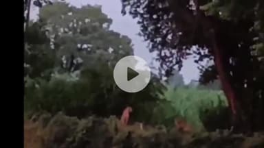 अमरोहा: रज़बपुर के मिलक मेहमदी गांव के जंगल में दिखा तेंदुए का जोड़ा