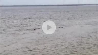 बाढ़: बाढ़: उमानाथ घाट पर डूब रही महिला को स्थानीय लोगों ने बचाया, बड़ा हादसा टला