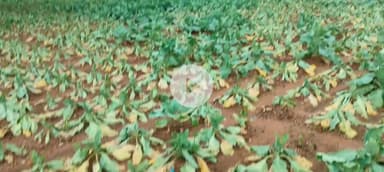 रातू: मूसलाधार बारिश से रातु प्रखंड के मखमंडरो निवासी को हुआ लाखों का नुकसान!