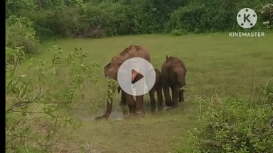 सोनाहातु: सोनाहातु में इलाज के अभाव में एक बीमार हथिनी कमज़ोर होती जा रही है