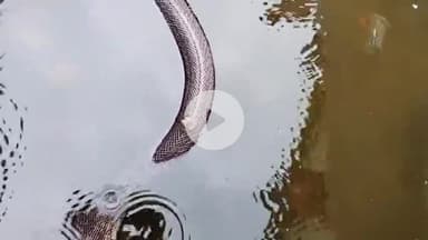 लाडपुरा: कोटा में पानी में गिरे तो जानी दुश्मन बने दोस्त, चूहे ने सांप के ऊपर बैठकर बचाई जान, देखिए Video