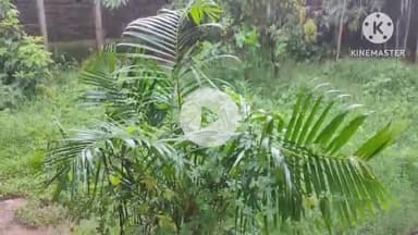 कर्रा: कृषि विज्ञान केन्द्र खूंटी के अनुसार, अगले पांच दिनों में हल्की से मध्यम वर्षा की संभावना