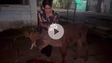 कटनी नगर: गौ रक्षा कमांडो फोर्स की जिलाध्यक्ष ने मवेशियों व श्वानों के गले में रेडियम बांधकर चलाया अभियान