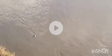 बागपत: मूसलाधार बारिश के कारण यमुना बागपत का जलस्तर बढ़ा, किसानों की लाखों रुपये की फसल बर्बाद हो चुकी है