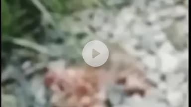 सहजनवा: बेलौहा गांव के सामने एक व्यक्ति ने लखनऊ से गोरखपुर आ रही गोमती एक्सप्रेस के आगे कूदकर की आत्महत्या