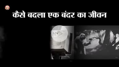 कैसे बदला बंदर का जीवन देखिए एक सत्य घटना पर आधारित