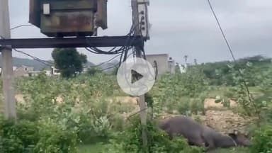 अजमेर: नाका मदार क्षेत्र में करंट की चपेट में आई भैंस की हुई मौत, सूचना पर पार्षद और विद्युत विभाग की टीम मौके पर पहुंची