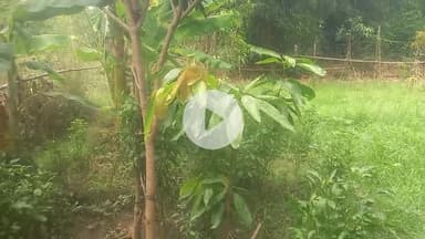 1, जुलाई //  चलो चले हम पेड़ लगाए 
धरती पर हरियाली लाए