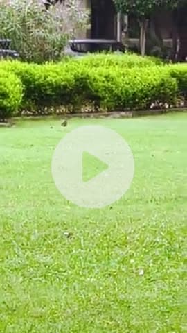"🐦 The Alarm Bird! Red-Wattled Lapwing’s Secret Life & Call #WildlifeWonder #BirdWatching"