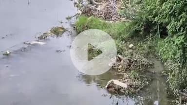 लाडपुरा: अनंतपुरा थाने के पीछे नाले में साँपों के जोड़े को देखने उमड़ी भीड़, पुलिस मौके पर पहुँची