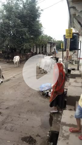 panchdevla mein Gau Mata aaram se ghumte hue barish ka Anand le rahi hai