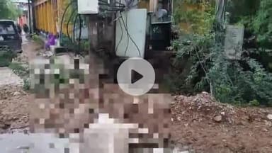 गरौठा: गरौठा नगर में विद्युत करंट की चपेट में आने से गोवंश की हुई मौत