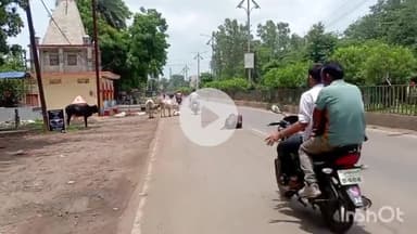 कटनी नगर: कलेक्टर ने मवेशियों को खुला छोड़ने पर लगाया प्रतिबंध, भारतीय नागरिक सुरक्षा संहिता के तहत जारी किया आदेश