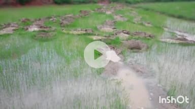 उदयपुर धरमजयगढ़: जंगली हाथी ने पोटिया गांव में किसान के खेत में लगी धान की फसल को पहुंचाया नुकसान