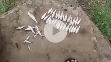 पांकी: महुगांई गांव के डैम में शरारती तत्वों ने डाला जहर, तड़प-तड़प कर मर गईं मछलियां