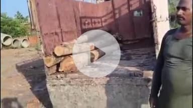 करनैलगंज: वन महोत्सव के दूसरे दिन करनैलगंज में बिना अनुमति 20 से अधिक सागौन के पेड़ की गई कटाई, वन विभाग ने शुरू की जांच