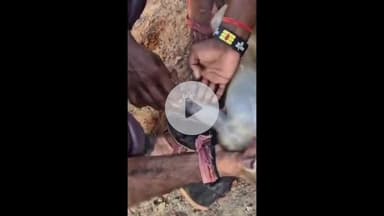 बड़ौत: कान्हड़ गांव के जंगल में हाइटेंशन विद्युत लाइन की चपेट में आकर करंट लगने से बंदर घायल, गौ सेवकों ने कराया उपचार