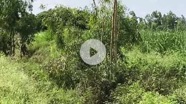 अमरोहा: रजबपुर के मिलक मेहमदी गांव में किसान को दिखाई दिया तेंदुआ, मचा हड़कंप