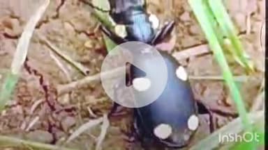 भभुआ: सहुका गांव के बधार में विषैले छगुनवा के काटने से एक युवक अचेत, सदर में इलाज जारी