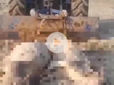 हसनपुर: आदमपुर की गुरेठा नदी में ट्रैक्टर से खींचे गए मृत गोवंशीय पशु, वीडियो हुआ वायरल