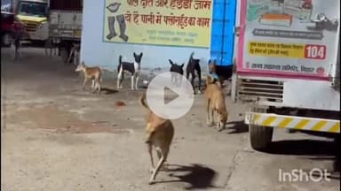 नवादा: नवादा के सदर अस्पताल में आवारा कुत्तों का आतंक, मरीज और परिजन परेशान, नगर परिषद नहीं दे रही ध्यान