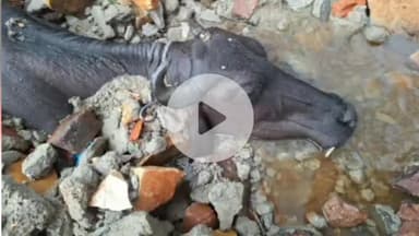 हमीरगढ़: मंगरोप इलाके में बारिश से नोहरे की दीवार गिरने से गाय-भैंस की हुई मौत, दो तालाब छलके, मंगरोप मार्ग हुआ बंद