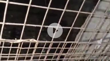 अजमेर: जेलर साब की गली स्थित पीर बाबा की मजार के पास 8 से 10 फीट लंबा सांप निकला, क्षेत्र में मचा हड़कंप