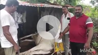 समुद्रपूर: साखरा येथे सर्पदंशाने बैलाचा मृत्यू:ऐन शेतीच्या हंगामात शेतकऱ्याचे ६० हजाराचे नुकसान