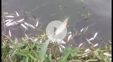 সৰ্থেবাৰী: সৰ্থেবাৰীত দুৰ্বৃত্তই মীন মহলত ঢালিলে বিষ, প্ৰায় ১০ লাখ টকাৰ ক্ষতি, থানাত এজাহাৰ দাখিল